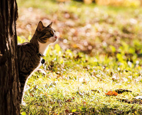 Katua alboz udazken zelaian.
Gato de perfil en campo otoñal.