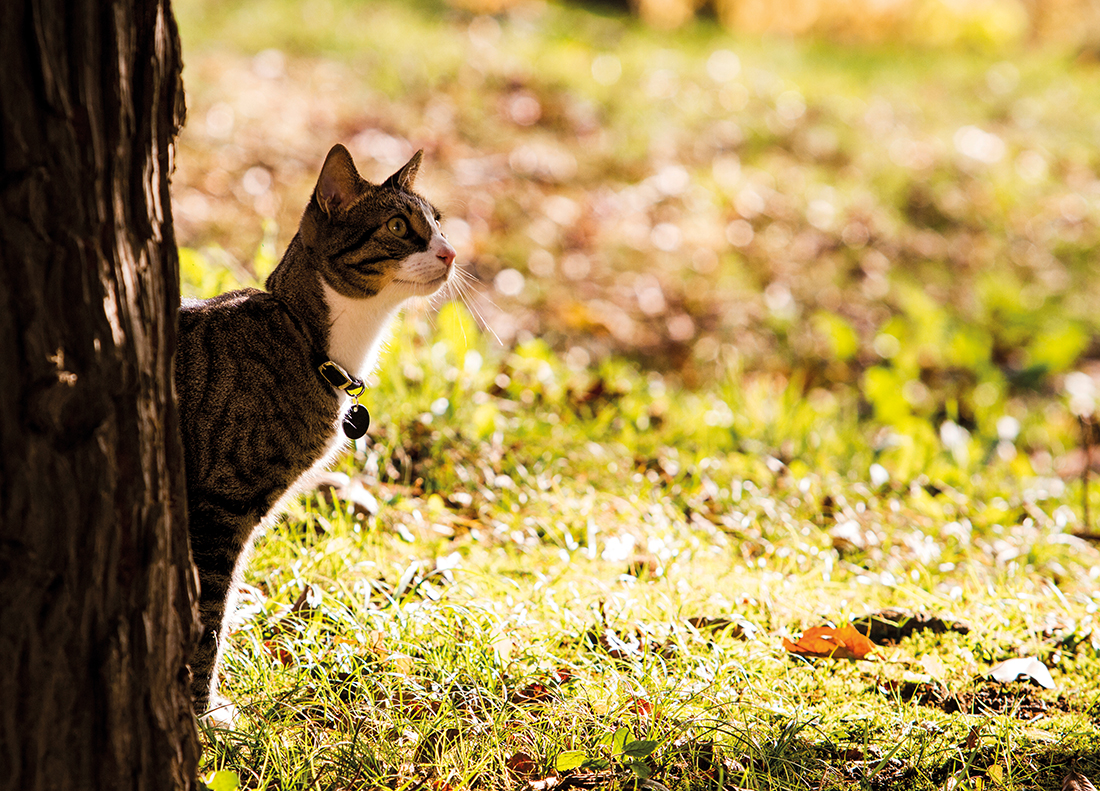 Katua alboz udazken zelaian.
Gato de perfil en campo otoñal.